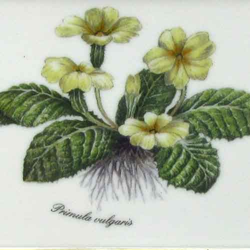 リンドナー　ウォールピクチャー　牧草地の花c　プリムローズ (Primula vulgaris)のサムネイル