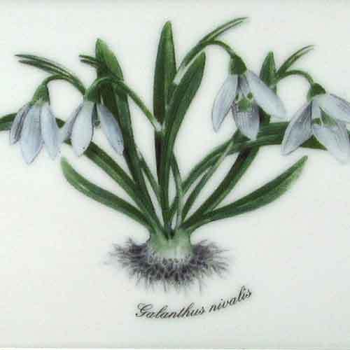 リンドナー　ウォールピクチャー　牧草地の花b　スノードロップ (Galanthus nivalis)のサムネイル