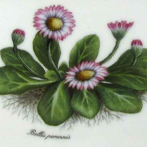 リンドナー　ウォールピクチャー　牧草地の花d　ヒナギク (Bellis perennis)のサムネイル